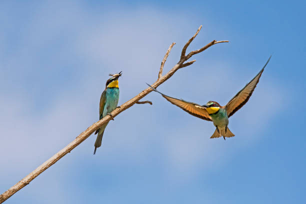 istock Bee-eater (Merops apiaster) sits on a branch in Burgenland, Austria, 1273347521