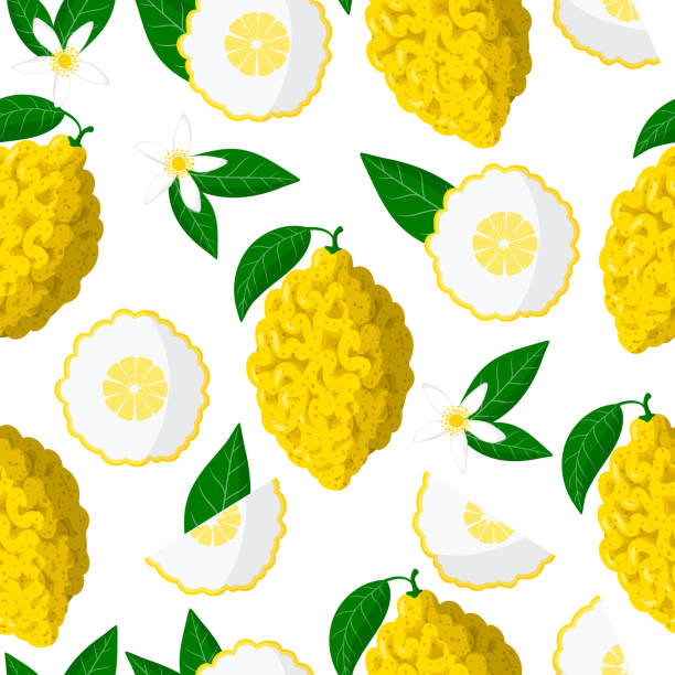 Vector cartoon seamless pattern with Citrus medica or Citron exotic fruits, flowers and leafs on white background Vector cartoon seamless pattern with Citrus medica or Citron exotic fruits, flowers and leafs on white background for web, print, cloth texture or wallpaper citron stock illustrations