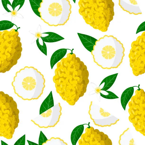 Vector illustration of Vector cartoon seamless pattern with Citrus medica or Citron exotic fruits, flowers and leafs on white background