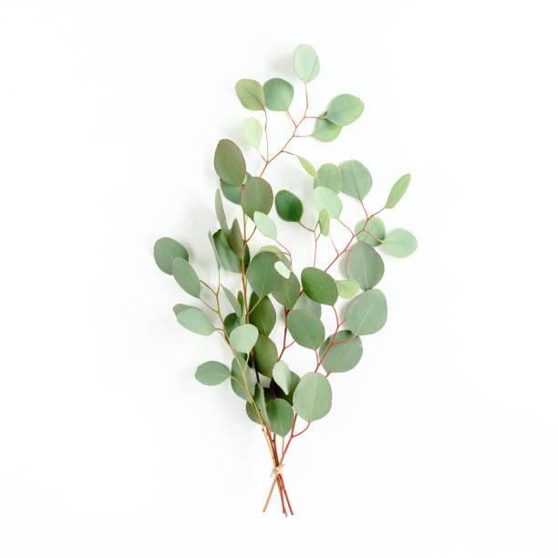istock Eucalyptus bouquet on a white background. Flat lay, top view 1273347755