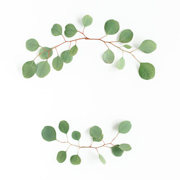 istock Wreath frame made of branches eucalyptus isolated on white background. lay flat, top 1273347878