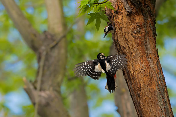 Buntspecht (Dendrocopos major) flies to the breeding cave, Burgenland, Austria,
