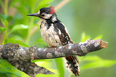 Woodpecker (Dendrocopos major, Great spotted woodpecker), Burgenland, Austria,