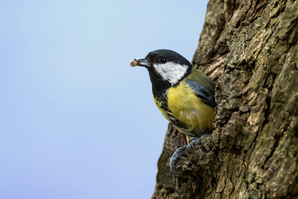 Great (Parus major) breeds in a tree, Burgenland, Austria,