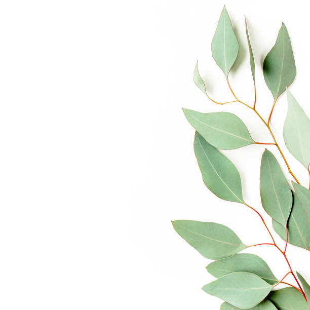 istock Green branch, leaves eucalyptus isolated on white background. Flat lay, top view minimal concept 1273349805