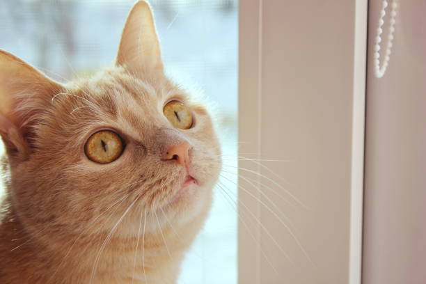 istock Muzzle of a red cat close-up . Moles on the cat's nose and lip. 1273349846