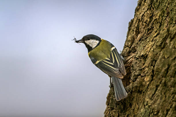 istock Great (Parus major) breeds in a tree in Burgenland, Austria 1273349875