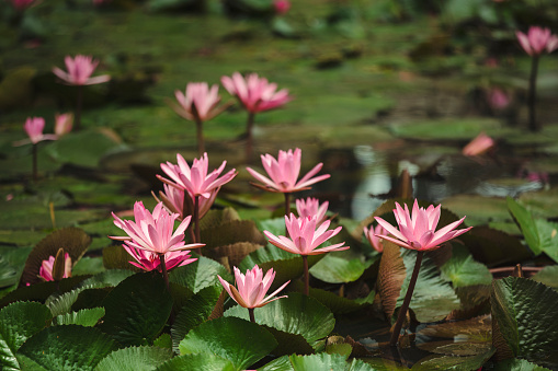 Beautiful Water Lilies at water pond at forest.