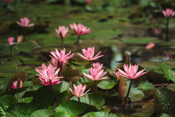 piękne lilie wodne w stawie - lily pond zdjęcia i obrazy z banku zdjęć