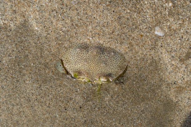 istock A Ghost (sand) Crab  hiding under the sand at the beach. (Ocypode) 1273351185