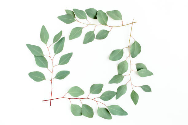 istock Wreath frame made of branches eucalyptus isolated on white background. lay flat, top 1273351302