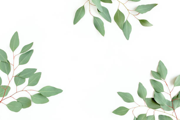 istock Frame made of green leaves eucalyptus populus isolated on white background with empty space for text. Flat lay, top view 1273352135
