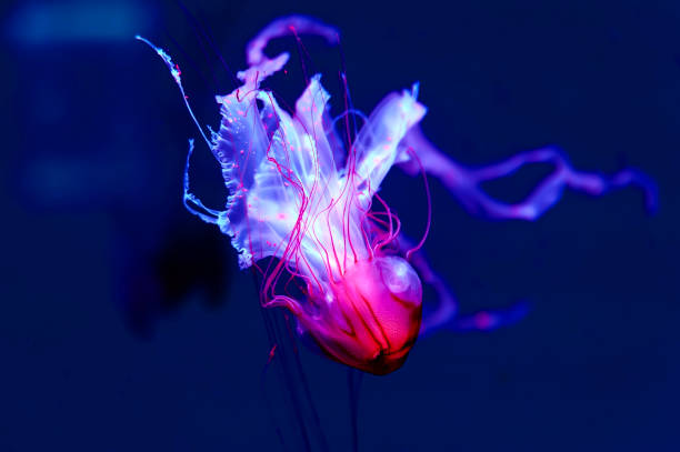 istock A purple-striped jelly fish 1273352259
