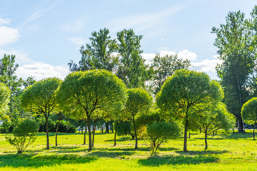 Trees on the flat savannah area in the Okavango National Park in Botswana