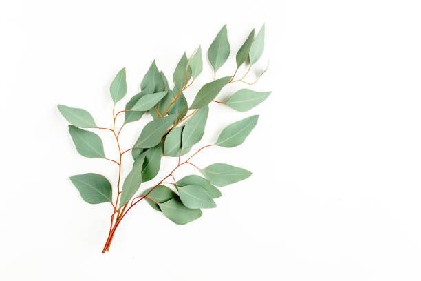 istock Eucalyptus bouquet on a white background. Flat lay, top view 1273352385