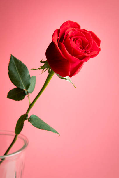 A beautiful red rose on a pink background.
