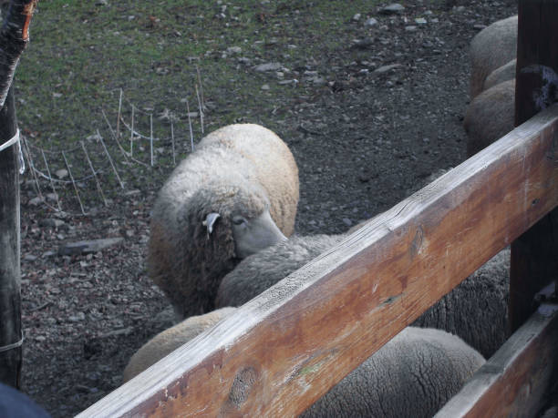 istock cute sheep in the farm 1273354359