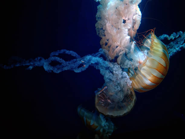 istock Jellyfish sea nettle closeup 1273355415