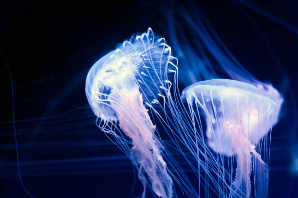 istock Amakusa jellyfishes 1273355426