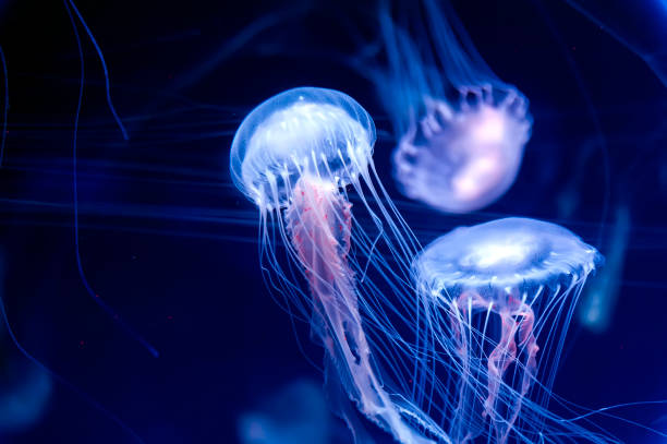 istock Amakusa jellyfishes 1273355427