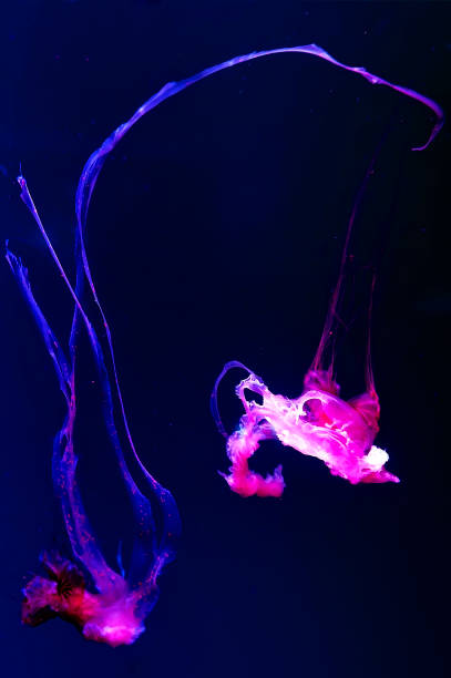 istock Jellyfishes of the strange shape 1273355445
