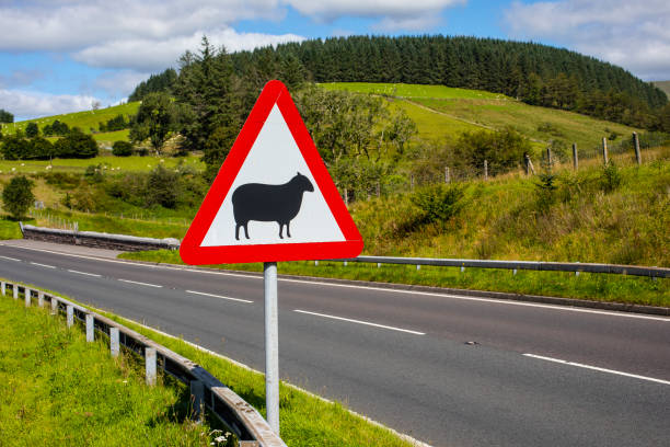 istock Sheep Warning for Drivers in Wales, UK 1273355833