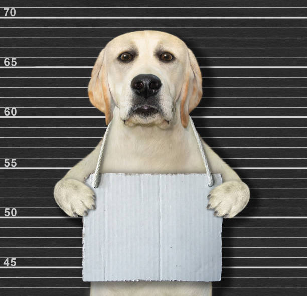 istock Dog with blank sign arrested 1273355887
