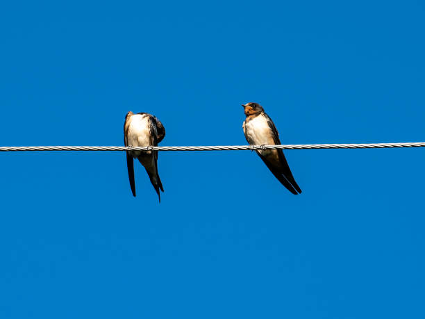 istock The bird on the wire 1273356703