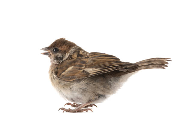 istock A small sparrow that flew out of the nest. isolated white 1273357199