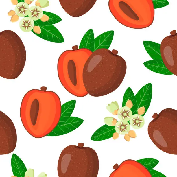 Vector illustration of Vector cartoon seamless pattern with Pouteria sapota or Sapota exotic fruits, flowers and leafs on white background