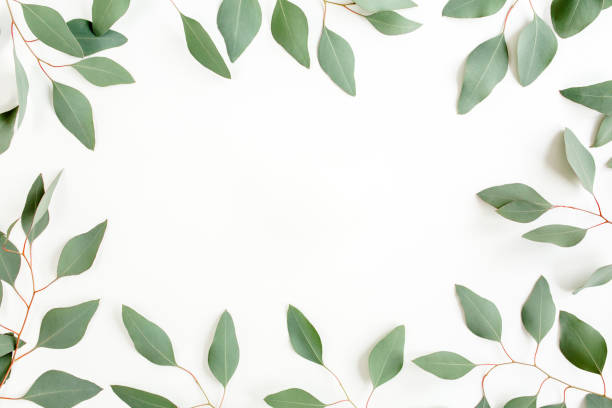 istock Frame made of green leaves eucalyptus populus isolated on white background with empty space for text. Flat lay, top view 1273358114