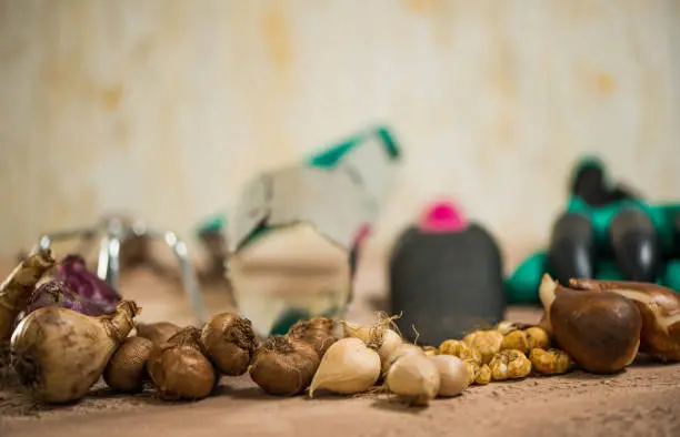Flowerbulbs and gardening tools over abstract textured background surface