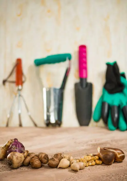 Flowerbulbs and gardening tools over abstract textured background surface