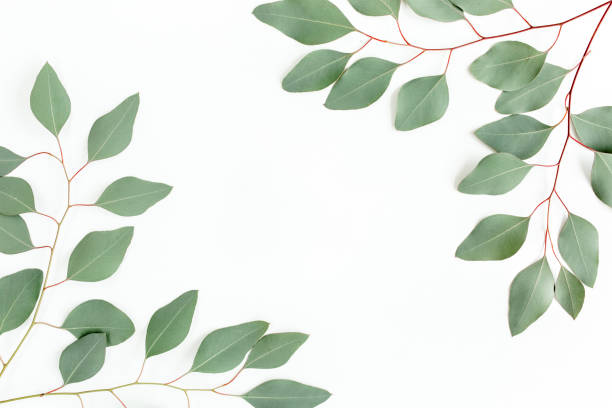 istock Frame made of green leaves eucalyptus populus isolated on white background with empty space for text. Flat lay, top view 1273358340