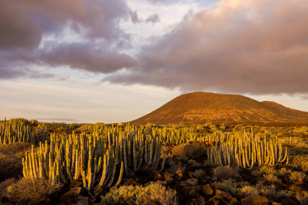 tramonto nel deserto dei cactus a tenerife isole canarie - sonora state foto e immagini stock