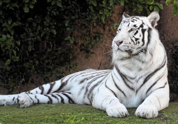 istock Black and White Striped Tiger 1273358699