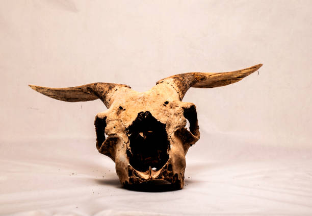 istock Dry Goat Skull with Big 1273358707
