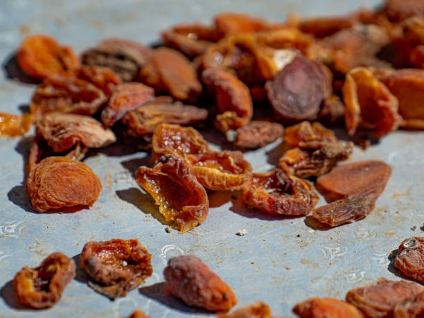 drying apricots in the sun stock photo