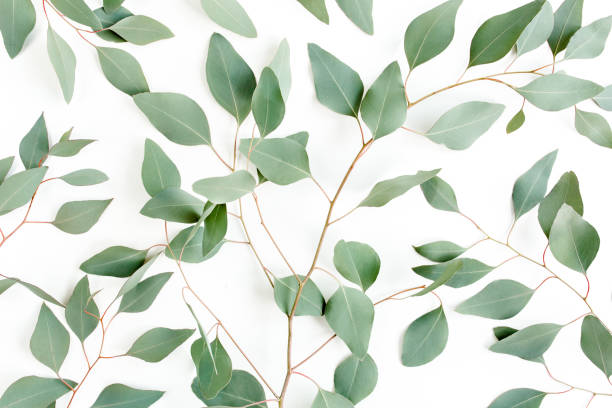 istock Background Texture made of green eucalyptus leaves, branch. Flat lay, top view 1273359948