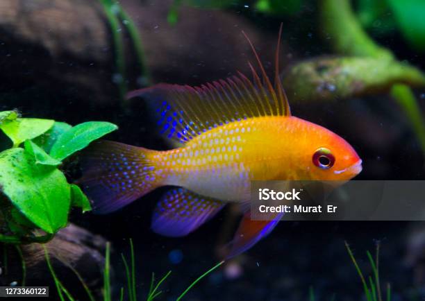Mikrogeophagus Ramirezi Gold Ramirezi Stock Photo - Download Image Now - Cichlid, Gold Colored, Ram - Animal
