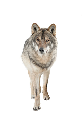 Standing gray wolf in the snow in winter isolated on white background.