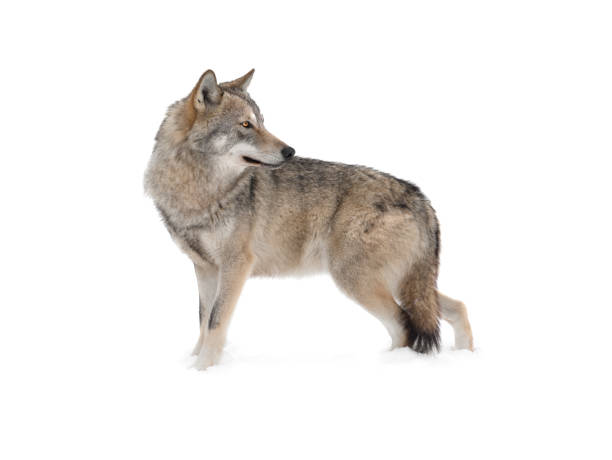 istock Standing gray wolf in the snow in winter isolated on white 1273360344