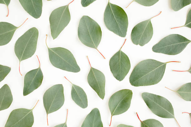 istock green leaves eucalyptus populus isolated on white background. Flat lay, top view 1273360349