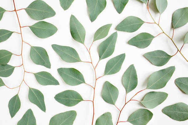 istock Background Texture made of green eucalyptus leaves, branch. Flat lay, top view 1273360605