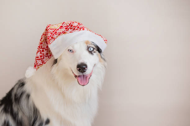 istock Australian shepherd in christmas hat closeup portrait 1273360696