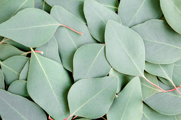 istock Background, Texture made of green eucalyptus leaves. Flat lay, top 1273360700