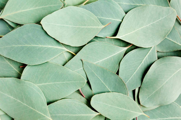 istock Background, Texture made of green eucalyptus leaves. Flat lay, top 1273361255