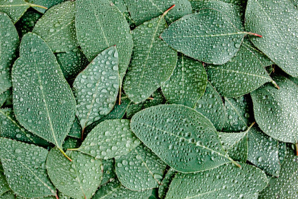 istock Background, Texture made of green eucalyptus leaves with raindrop, dew. Flat lay, top 1273361318