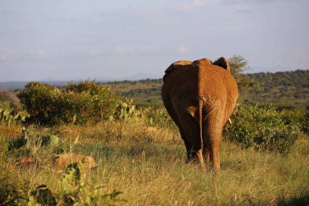 słoń wypasa w: kenia - safari animals elephant rear end animal nose zdjęcia i obrazy z banku zdjęć