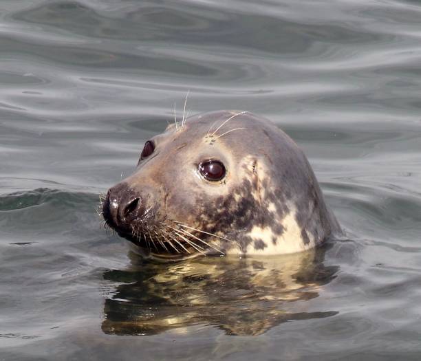 istock Grey Seal up for a breather 1273362373